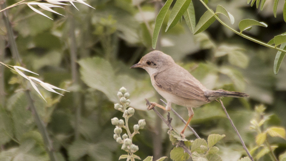 Garden Warbler — Ana fotoğraf